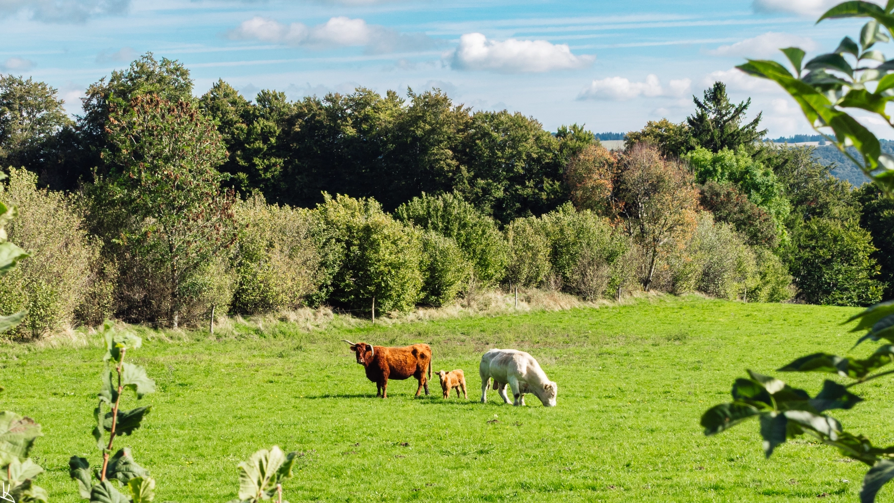Vaches près du village du Clozel